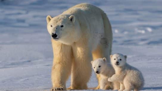 Arctic Giants in Peril: The Polar Bear’s Fight Against Climate Change