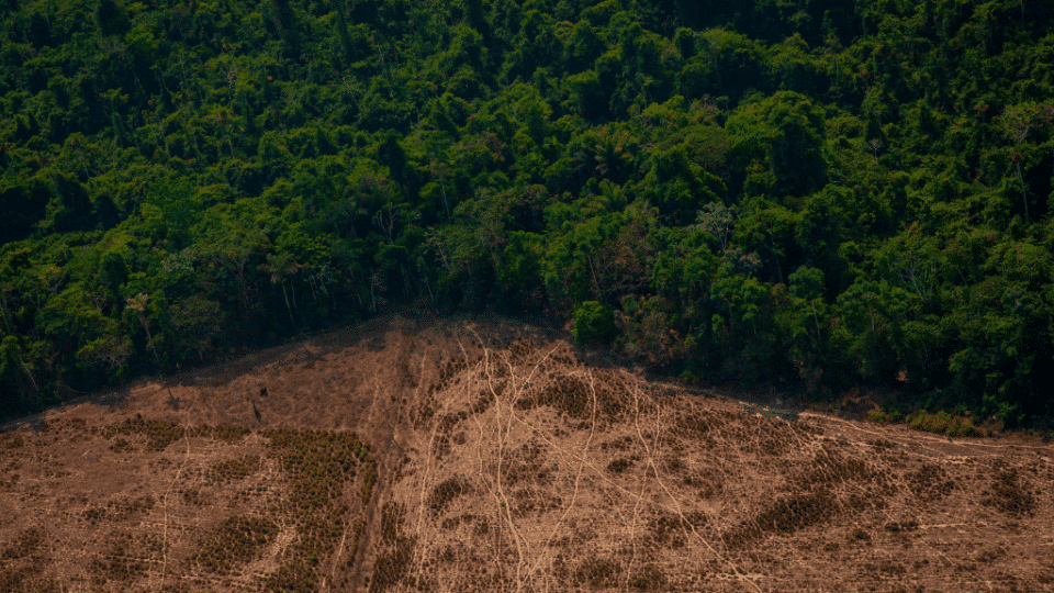 amazon deforestation animal agriculture