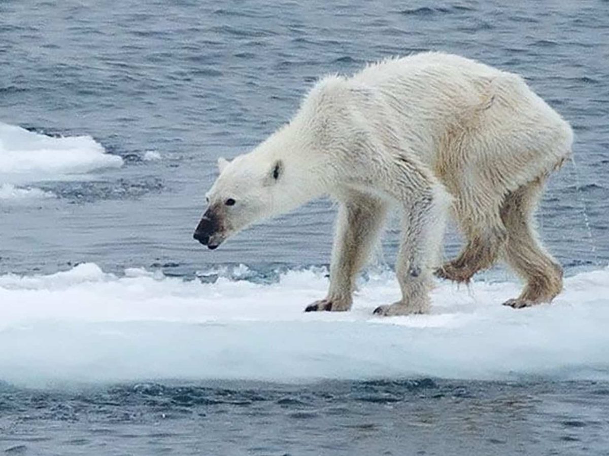 Polar bear - Wikipedia