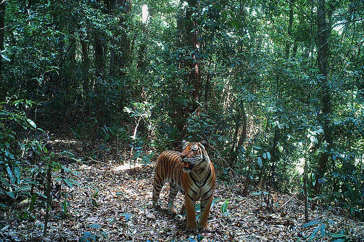 Tiger in the Dawna Tenasserim landscape of Myanmar 