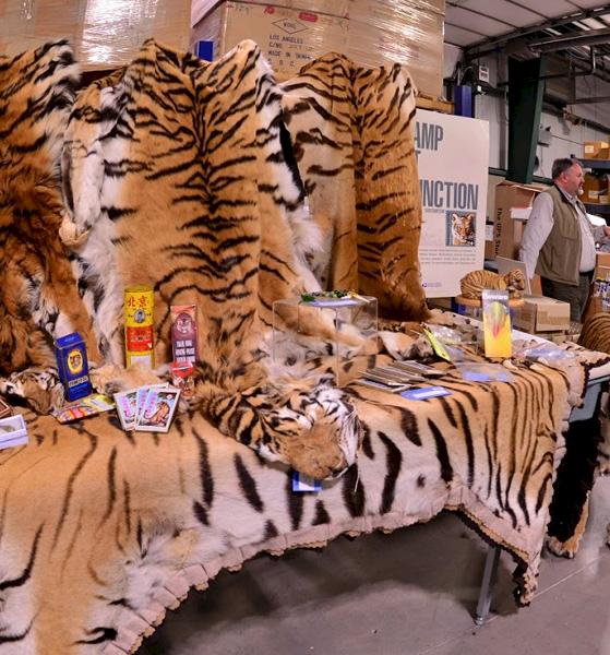Tiger skins and other products derived from tigers at the US Fish and Wildlife Service repository