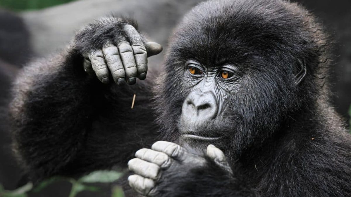 Documenting Rwanda's Remaining Mountain Gorillas | Earth.Org