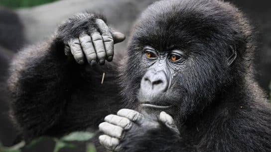 In Pictures – Documenting Rwanda’s Remaining Mountain Gorillas