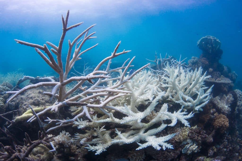 Coral bleaching on the Great Barrier Reef in Australia 2017