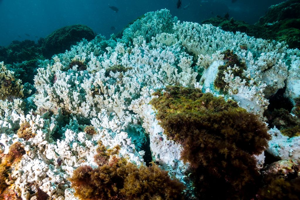 mass coral bleaching event as ocean temperatures rise