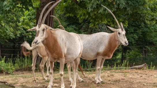 Scimitar-horned Oryx: A Story of Global Conservation Success