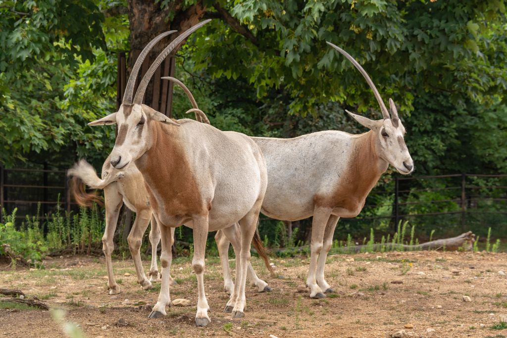 Scimitar-horned Oryx breeding program