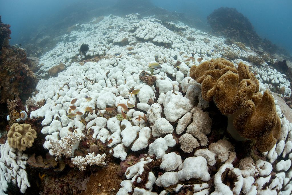 mass coral bleaching event as ocean temperatures rise