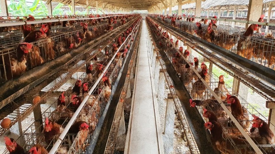 poultry farm