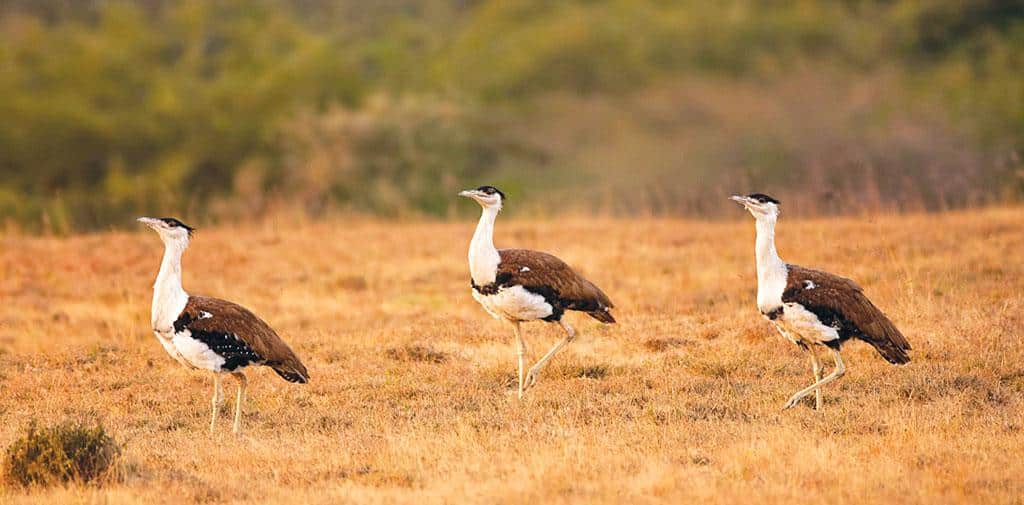3 Great Indian Bustards or Indian bustards in a field