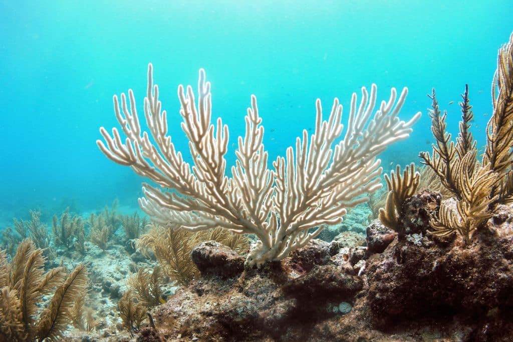 A colony of the soft coral known as the "bent sea rod" stands bleached on a reef off of Islamorada, Florida.