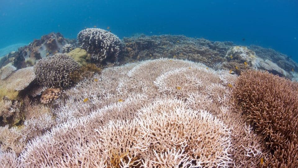 Widespread coral bleaching event is compromising reef's health