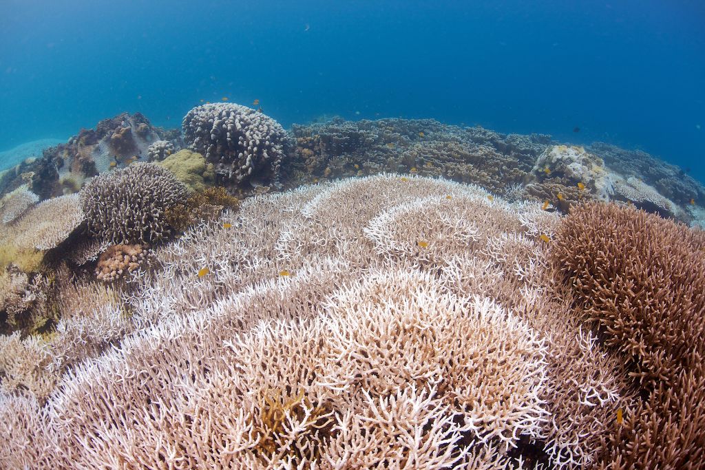 Widespread coral bleaching event is compromising reef's health