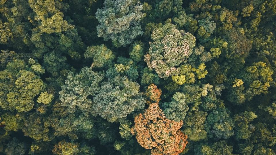 Aerial photo of a forest.