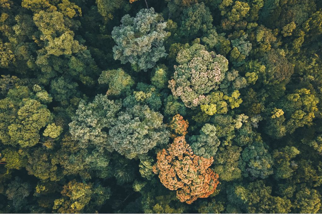 aerial photo of a forest