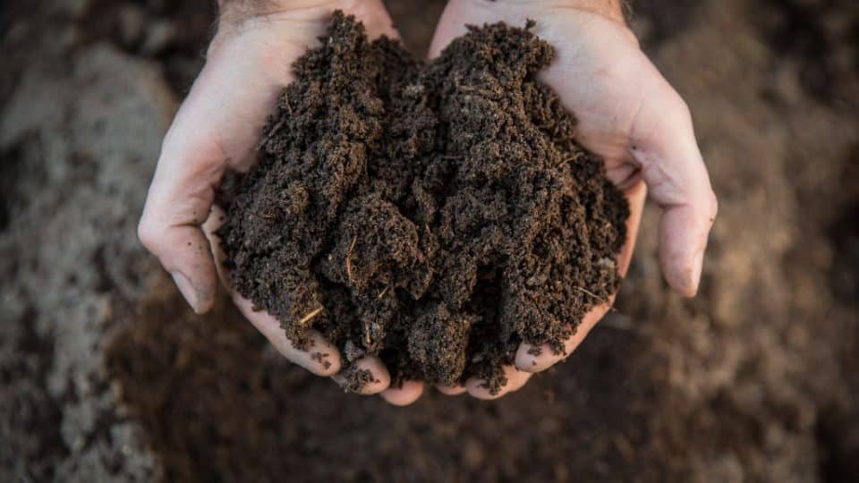 Two hands holding soil