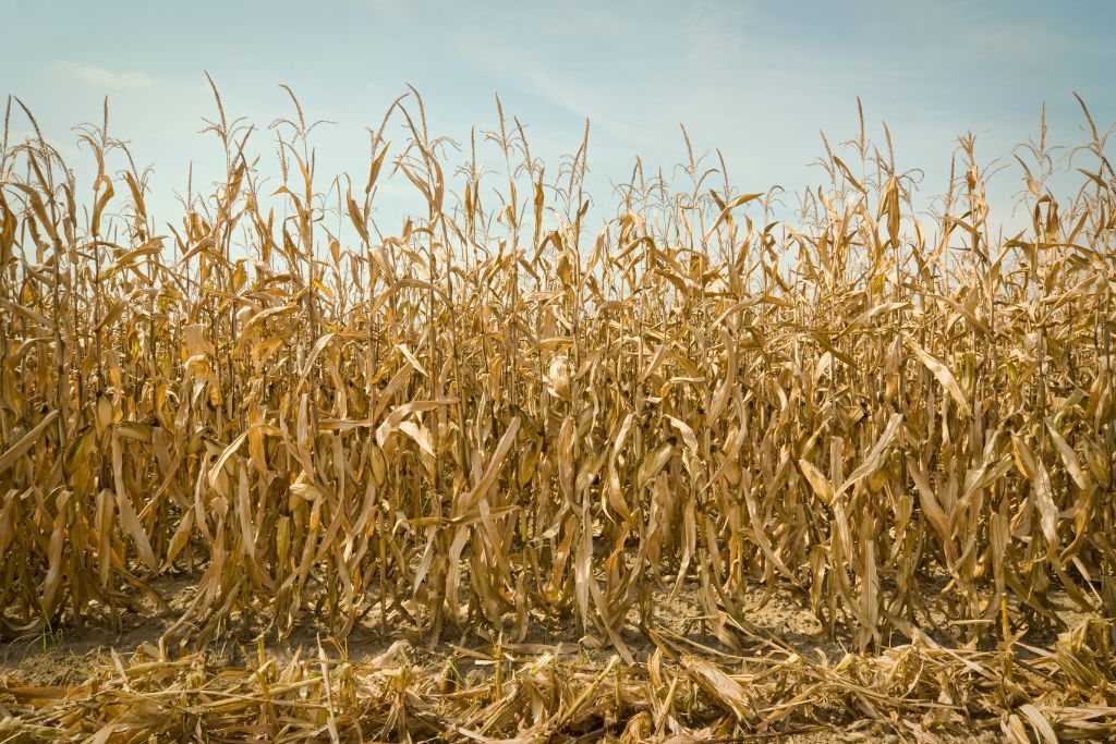 Why Food Sovereignty is the Key to MENA’s Climate Resilience