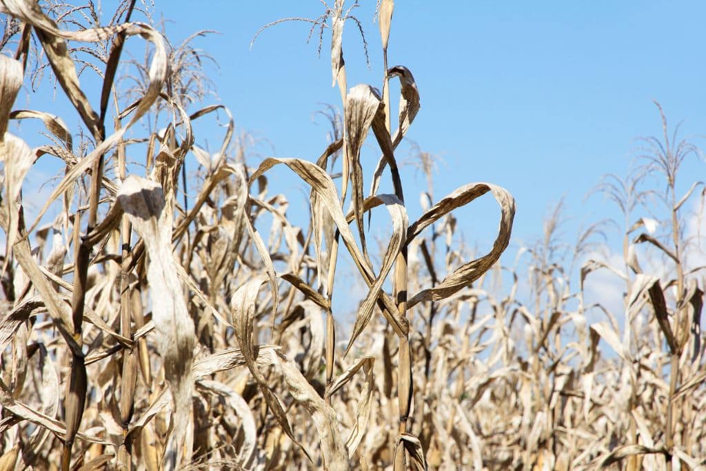 Above-average temperatures are compromising wheat cultivation around the world