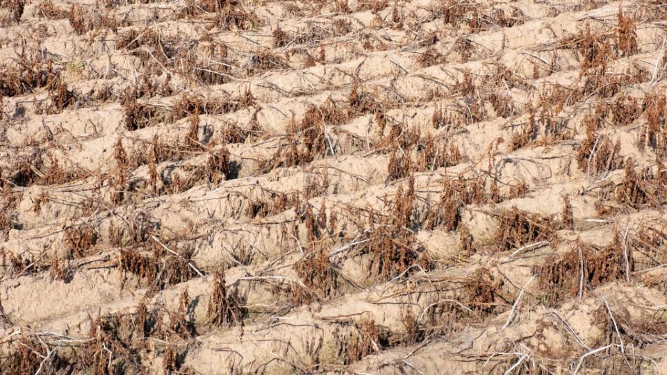 extreme heat is causing droughts
