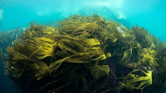 kelp forest; blue carbon