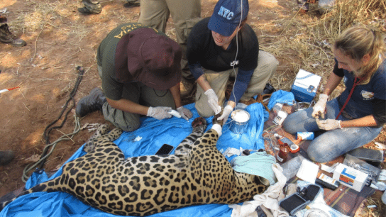 Rescue team administers medicine to a jaguar injured by the Pantanal wildfires in August 2024