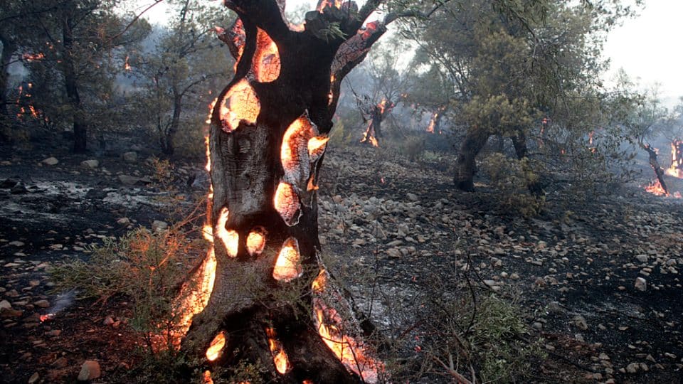 Olive trees burn during a wildfire in Greece