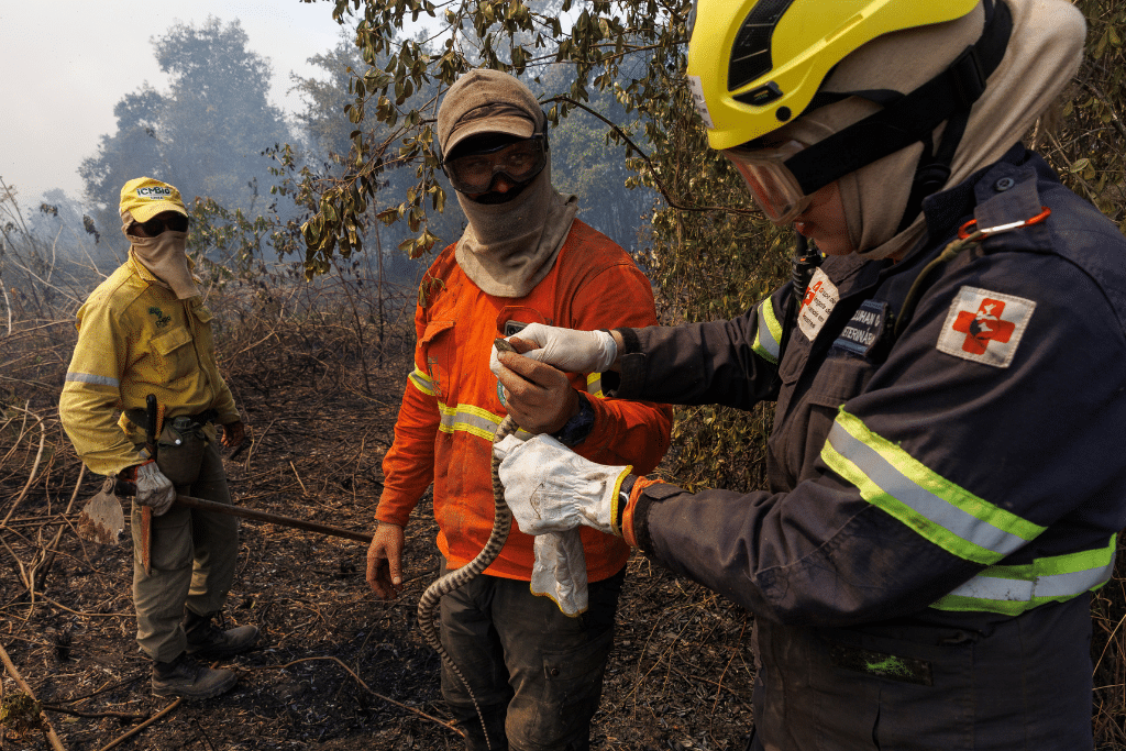 Volunteers rescue a snake from the Pantanal wildfires in August 2024
