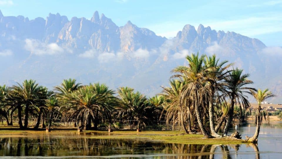 Socotra Island in Yemen; Galápagos of the Indian Ocean.