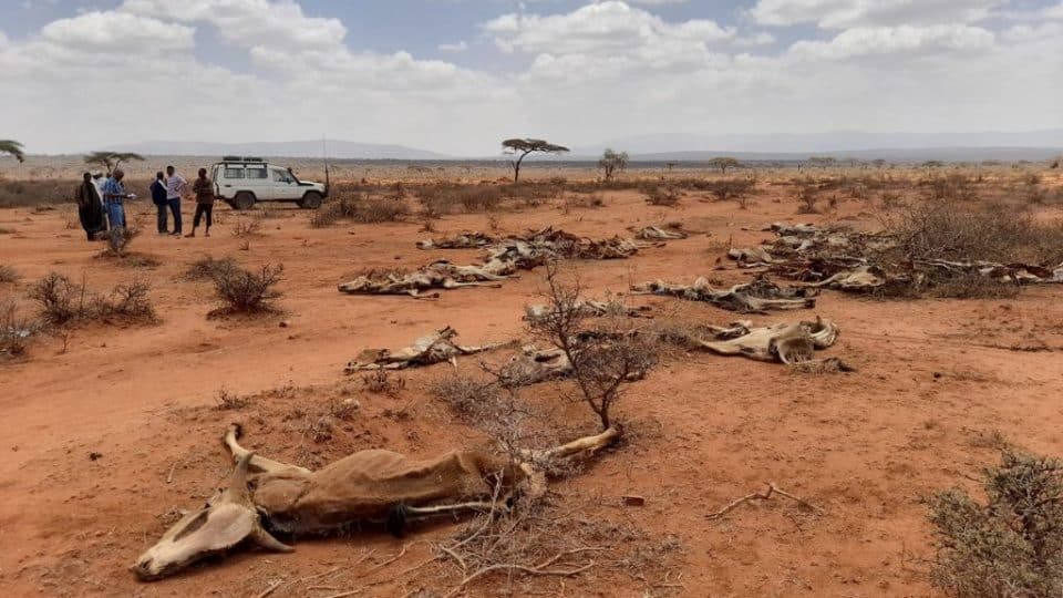 Animal carcasses in Ethiopia, which has been affected by a prolonged drought since 2015.