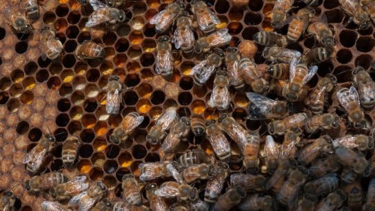 A hive of honey bees hard at work in the apiary atop the U.S.Department of Agriculture (USDA) Jamie Whitten building in Washington.