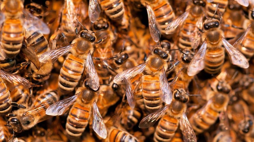Honey bee swarm.