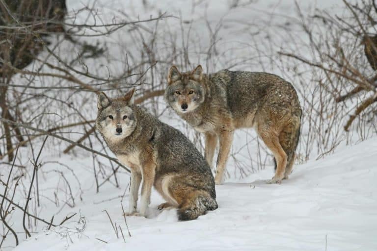 Wolf Help How Wolves Help Safeguard Ecosystems | Earth.Org