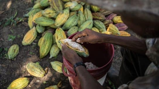 A Colombian farmer cuts the cocoa pods to extract the wet beans.