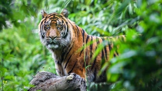 Sumatran tiger.