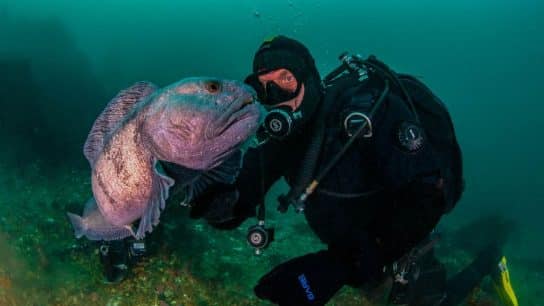 A diver with a wolffish in Iceland.