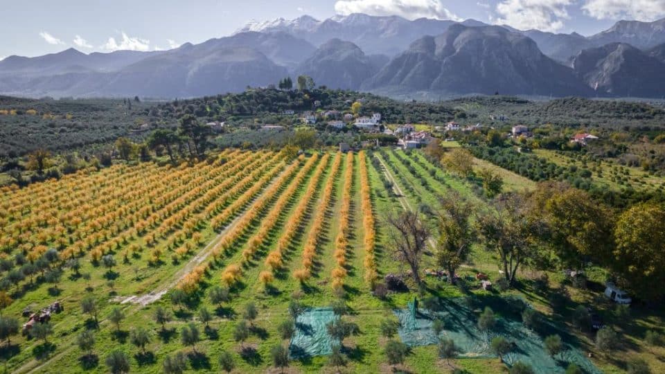Regenerating almond prouction in Greece.