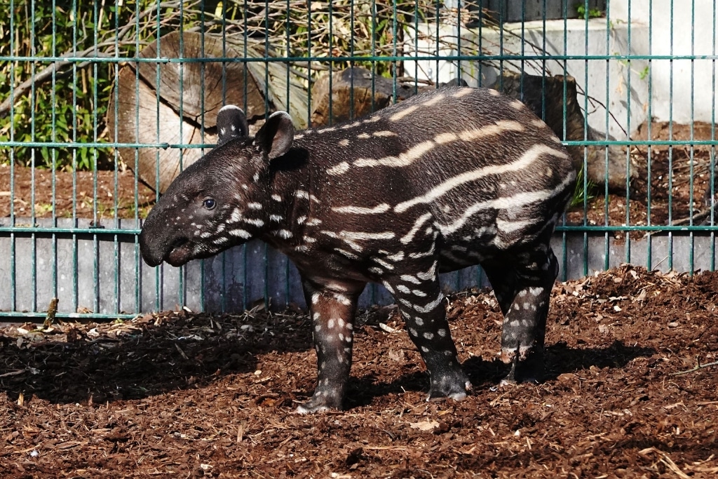 Juvenile Malayan tapirs have brown hair and irregular white lines and spots to aid with camouflage in the forest.