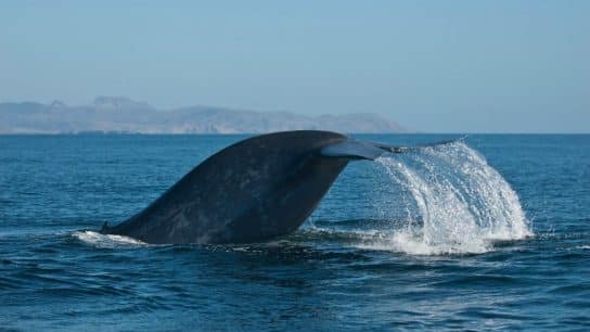 A blue whale encountered during a tagging expedition by the Oregon State University Marine Mammal Institute in 2006 near the Channel Islands of California.