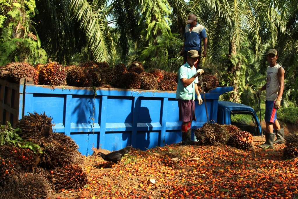 A palm oil plantation near Bengkulu, Sumatra.