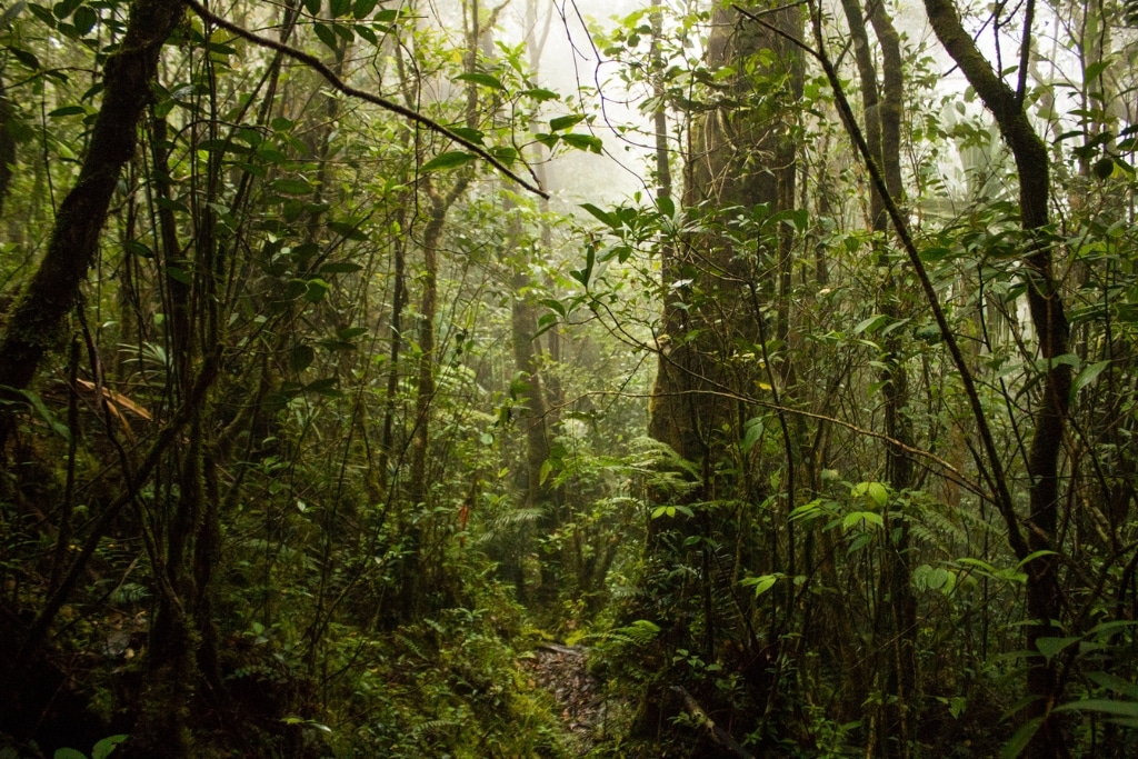 Malayan tapirs have a preference for moist, evergreen forests with high levels of precipitation and elevational ranges.