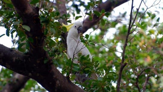Yellow-Crested Cockatoo on a tree in Hong Kong Island.