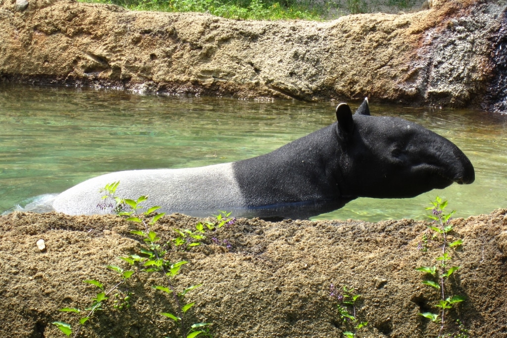 Despite the Malayan tapir’s large build, these unique mammals are strong swimmers and spend much of their time in and around water.