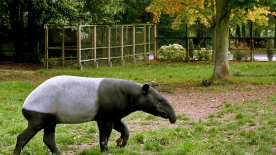 Endangered Species Spotlight: Malayan Tapir
