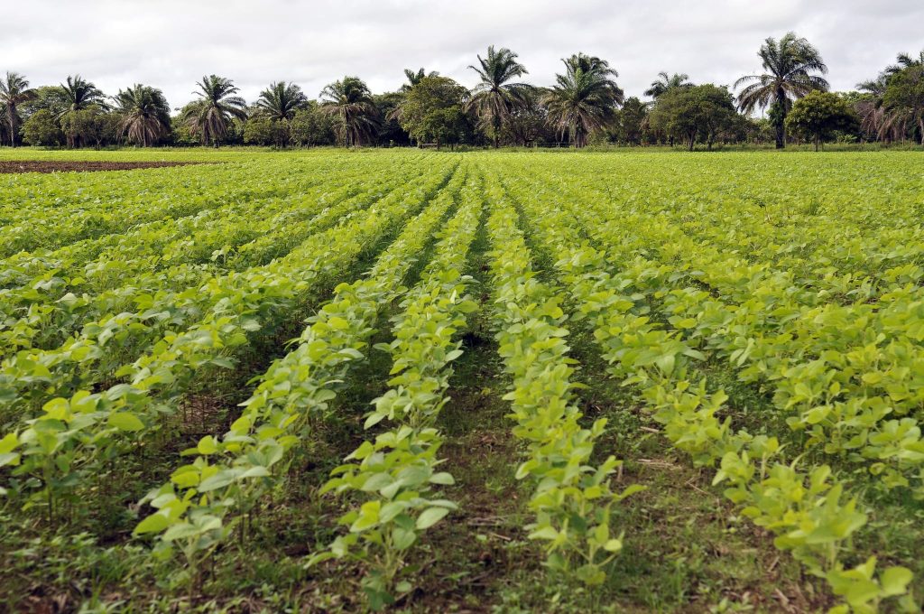 Soy plantation in Colombia.
