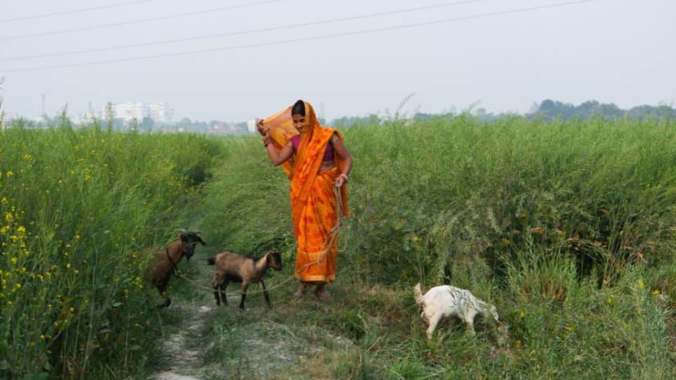 Goats have become a key part of the agriculture chain in Bihar. Female farmers, often alone, have come to depend on them for survival.