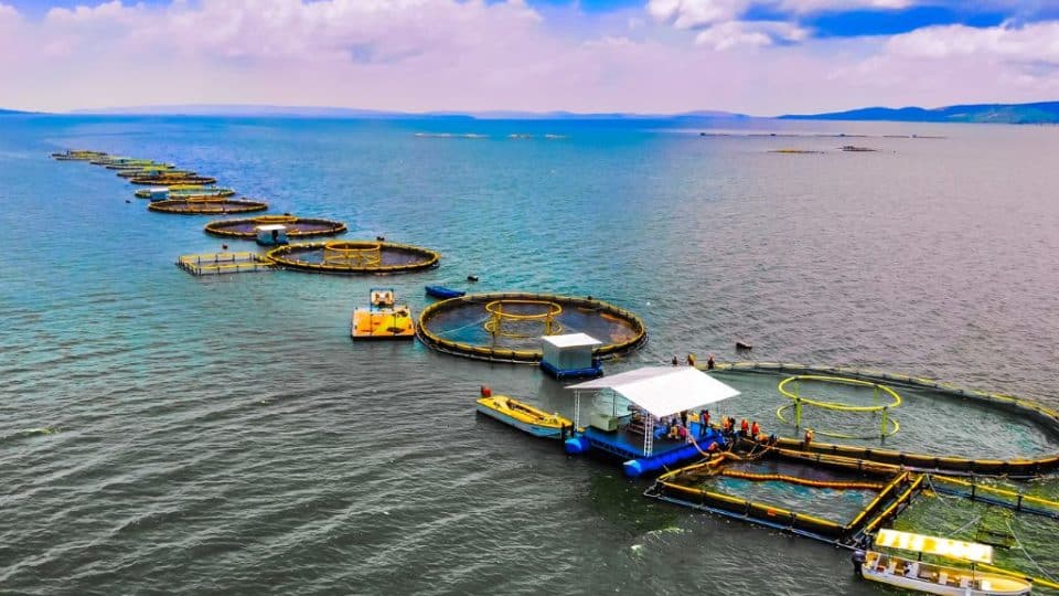 Sustainable fish cage farming in Buikwe District, Uganda.