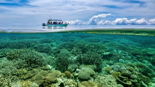 A coral reef in the southwestern part of Mayotte's lagoon.