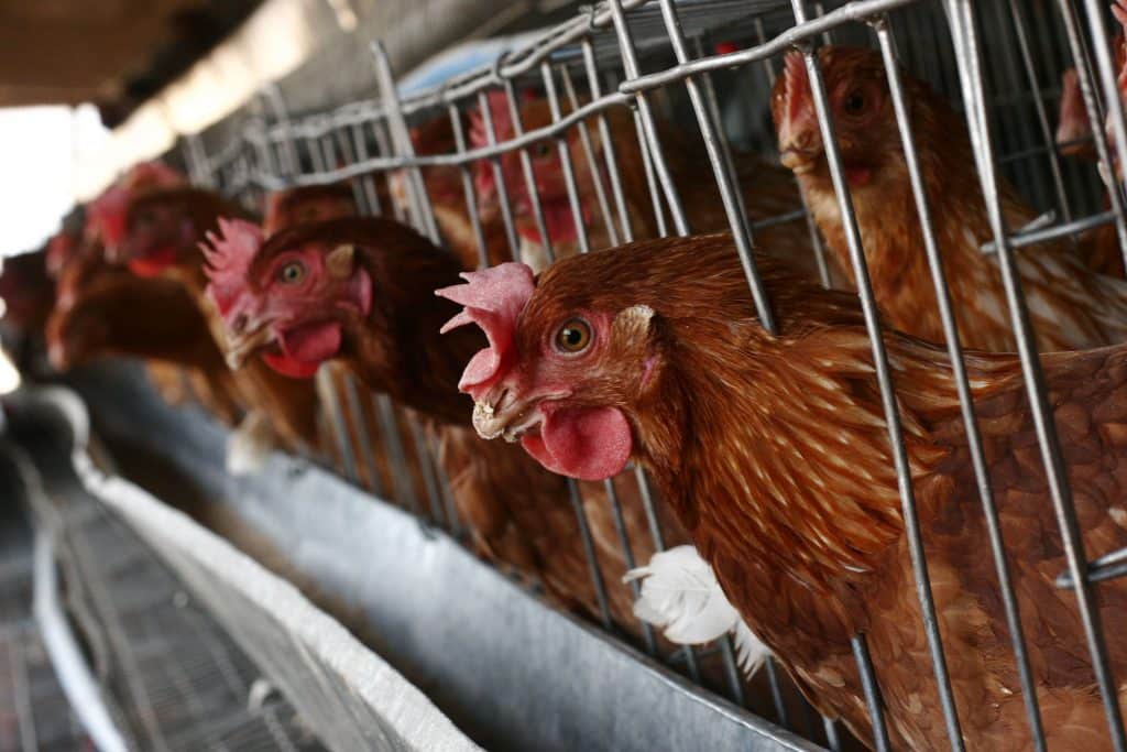 Antibiotic Overuse in Food Production Is Fueling a Global Health Crisis