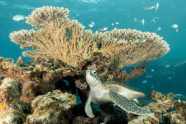 Green Sea Turtles No Longer Endangered In Conservation Win Green Sea Turtles No Longer Endangered In Conservation Win