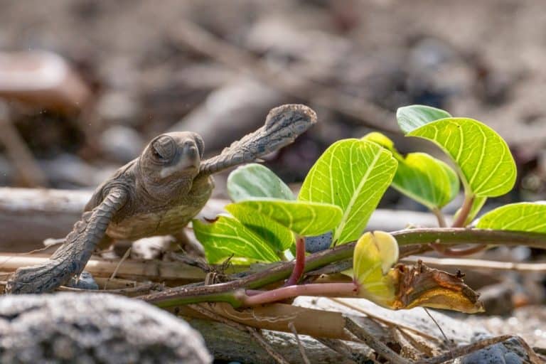 Guardians of the Lagoon: Mayotte’s Green Sea Turtles | Earth.Org